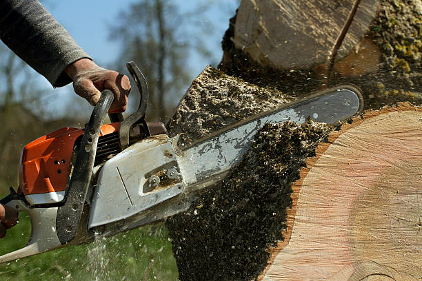 Tree Removal for Businesses in Ellinwood, KS